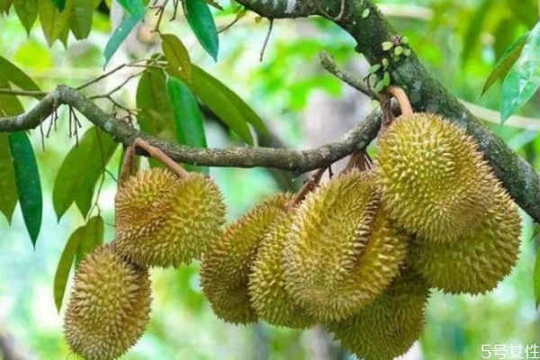 榴蓮酸了是不是壞了還能不能吃 榴蓮果核有點(diǎn)酸什么原因 榴蓮酸了是不是壞了還能不能吃 榴蓮果核有點(diǎn)酸什么原因