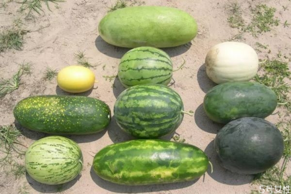 西瓜的品種有多少 什么品種的西瓜最甜又好吃 西瓜的品種有多少 什么品種的西瓜最甜又好吃
