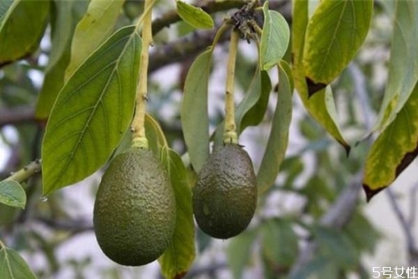 牛油果可以直接敷臉嗎 牛油果敷臉會美白嗎 牛油果可以直接敷臉嗎 牛油果敷臉會美白嗎