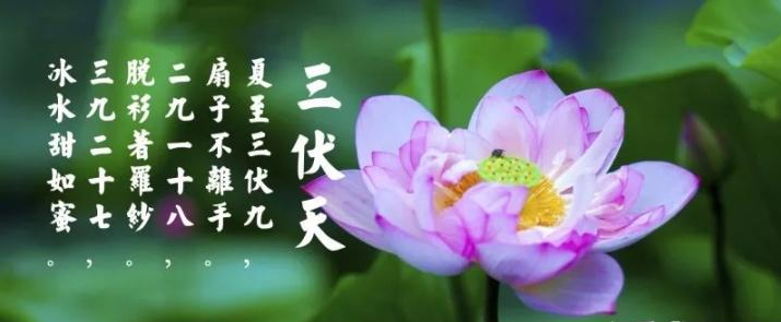 三伏天是什么？三伏天應注意什么？