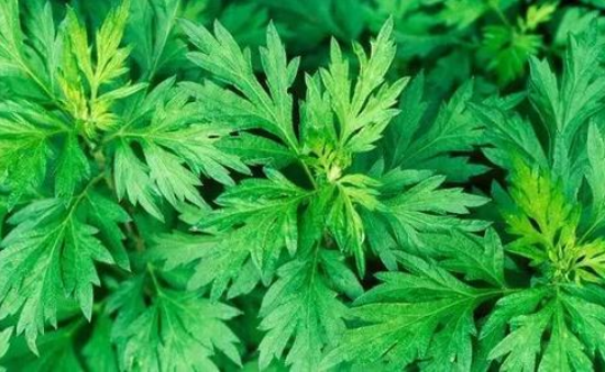 新鮮艾葉的吃法和功效 新鮮艾葉怎么吃最好 新鮮艾葉的吃法和功效 新鮮艾葉怎么吃最好