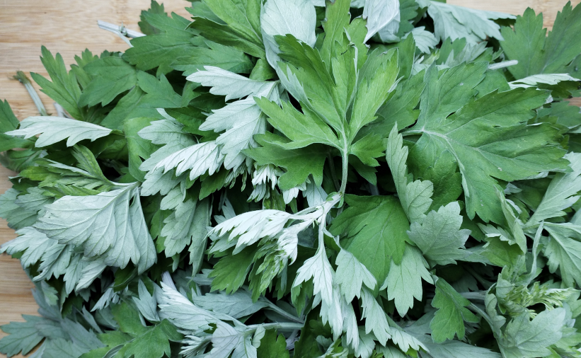 新鮮艾葉的吃法和功效 新鮮艾葉怎么吃最好 新鮮艾葉的吃法和功效 新鮮艾葉怎么吃最好