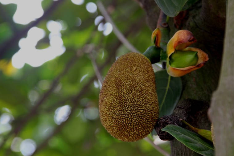 菠蘿蜜籽的功效與營養(yǎng)價值 菠蘿蜜籽有什么營養(yǎng) 菠蘿蜜籽的功效與營養(yǎng)價值 菠蘿蜜籽有什么營養(yǎng)