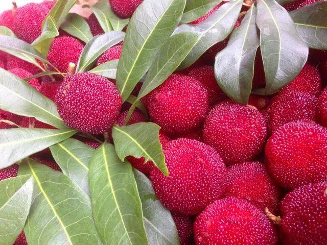 四月是什么水果的季節(jié) 四月份吃什么水果應(yīng)季 四月是什么水果的季節(jié) 四月份吃什么水果應(yīng)季