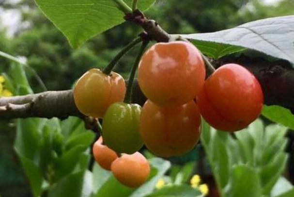 四月是什么水果的季節(jié) 四月份吃什么水果應(yīng)季 四月是什么水果的季節(jié) 四月份吃什么水果應(yīng)季