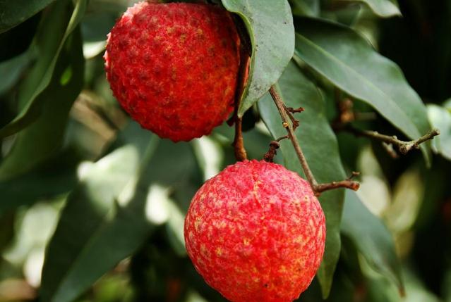 荔枝的功效與作用 荔枝有什么營養(yǎng)價值 荔枝的功效與作用 荔枝有什么營養(yǎng)價值