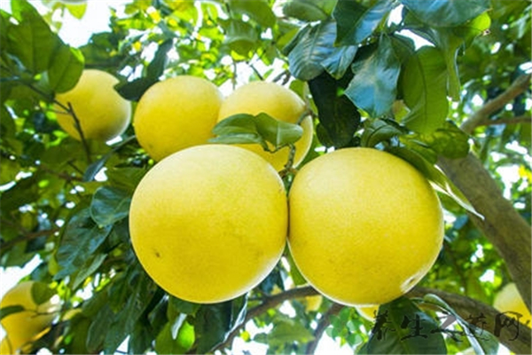 柚子發(fā)芽了還能吃嗎 柚子怎么保存 柚子發(fā)芽了還能吃嗎 柚子怎么保存