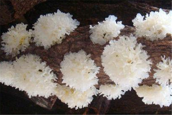 銀耳會(huì)上火嗎 銀耳有什么好處 銀耳會(huì)上火嗎 銀耳有什么好處