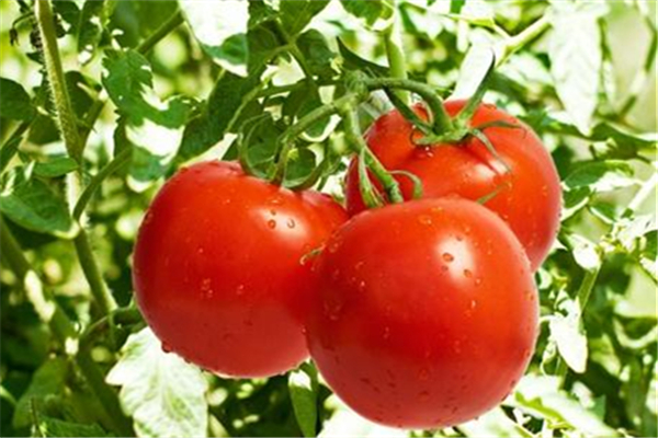 西紅柿可以空腹吃嗎 西紅柿對(duì)胃病有好處嗎 西紅柿可以空腹吃嗎 西紅柿對(duì)胃病有好處嗎