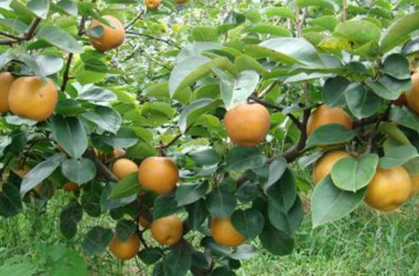 梨子有哪些品種 梨子什么品種最好 梨子有哪些品種 梨子什么品種最好