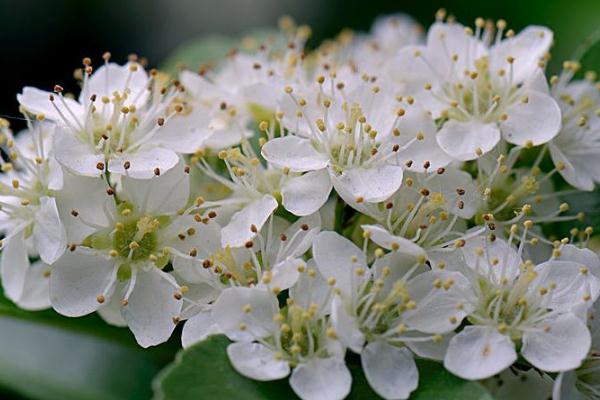 石楠花是武漢的市花嗎 武漢為什么要種這么多石楠花 石楠花是武漢的市花嗎 武漢為什么要種這么多石楠花