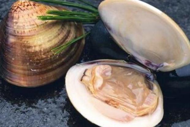 河蚌肉什么地方不能吃 河蚌的清理方法 河蚌肉什么地方不能吃 河蚌的清理方法