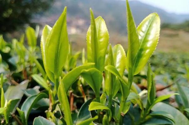 茶葉的利潤(rùn)一般是多少 茶葉炒上天 茶葉的利潤(rùn)一般是多少 茶葉炒上天