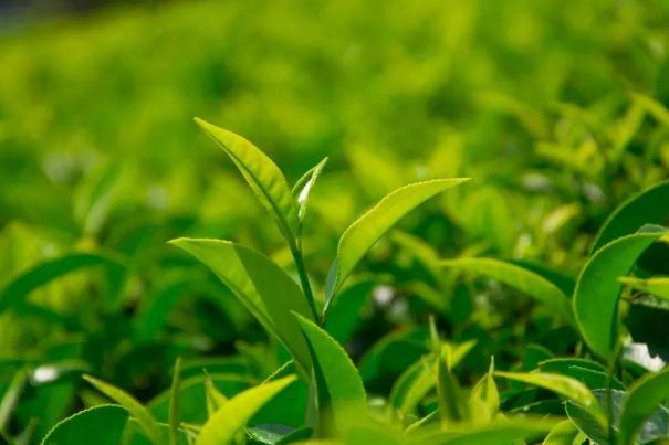 茶葉的利潤(rùn)一般是多少 茶葉炒上天 茶葉的利潤(rùn)一般是多少 茶葉炒上天