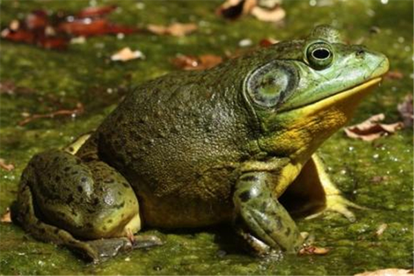 餐館老板吐槽注水牛蛙如氣球 牛蛙有多大 餐館老板吐槽注水牛蛙如氣球 牛蛙有多大