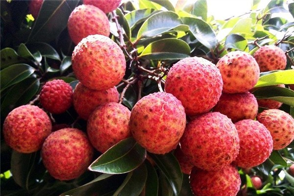 荔枝為什么放冰上 荔枝怎么保鮮時(shí)間長(zhǎng) 荔枝為什么放冰上 荔枝怎么保鮮時(shí)間長(zhǎng)