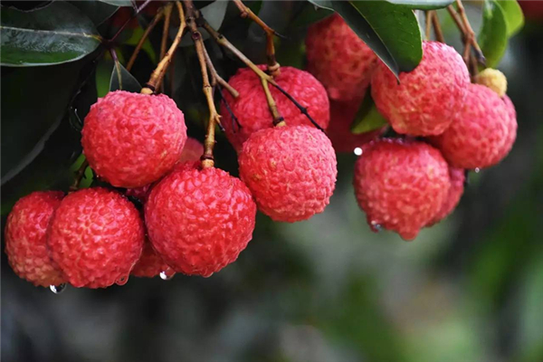 荔枝為什么放冰上 荔枝怎么保鮮時(shí)間長(zhǎng) 荔枝為什么放冰上 荔枝怎么保鮮時(shí)間長(zhǎng)