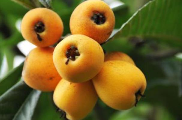 枇杷要?jiǎng)兤こ詥?枇杷要洗了才能吃嗎 枇杷要?jiǎng)兤こ詥?枇杷要洗了才能吃嗎