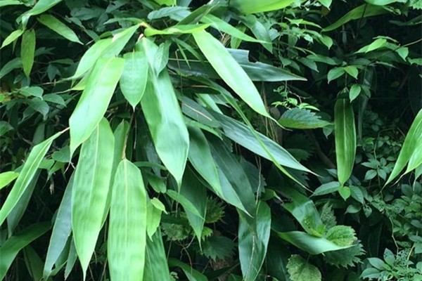 粽葉用熱水泡還是冷水泡 粽葉怎么泡不容易裂 粽葉用熱水泡還是冷水泡 粽葉怎么泡不容易裂