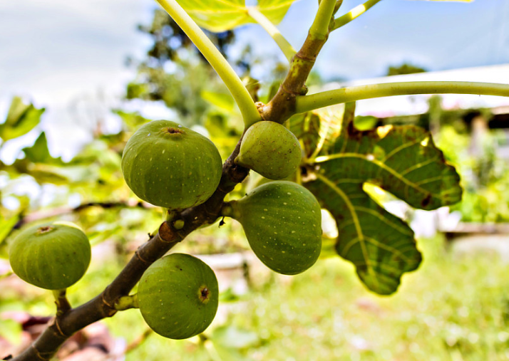 無(wú)花果葉子泡酒可以治療白斑嗎 無(wú)花果葉煮水治療婦科炎癥 無(wú)花果葉子泡酒可以治療白斑嗎 無(wú)花果葉煮水治療婦科炎癥