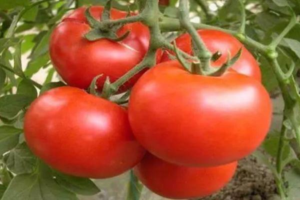 西紅柿可以和菠菜一起吃嗎 西紅柿能和牛奶一起吃嗎 西紅柿可以和菠菜一起吃嗎 西紅柿能和牛奶一起吃嗎