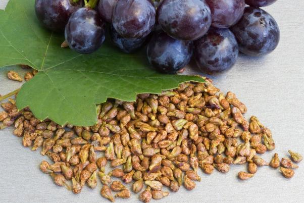 葡萄籽可以長(zhǎng)期吃嗎 葡萄籽可以美白嗎 葡萄籽可以長(zhǎng)期吃嗎 葡萄籽可以美白嗎