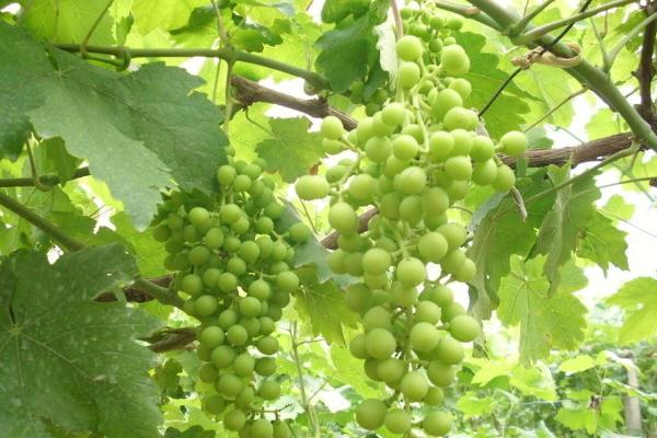 葡萄可以解酒嗎 葡萄可以放幾天 葡萄可以解酒嗎 葡萄可以放幾天