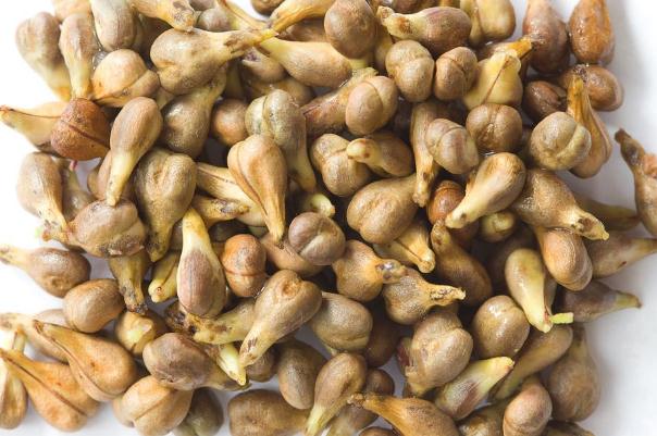 葡萄籽可以長(zhǎng)期吃嗎 葡萄籽可以美白嗎 葡萄籽可以長(zhǎng)期吃嗎 葡萄籽可以美白嗎