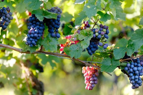 葡萄可以解酒嗎 葡萄可以放幾天 葡萄可以解酒嗎 葡萄可以放幾天