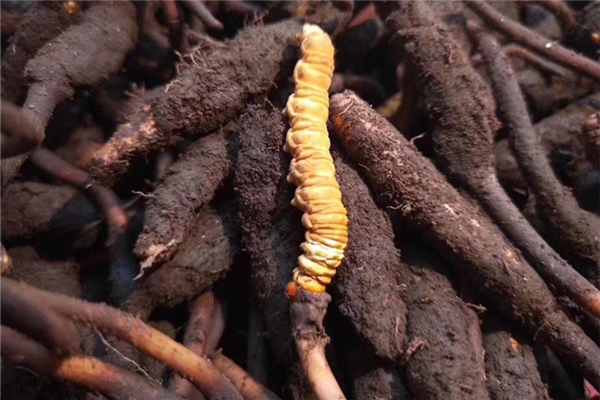 蟲(chóng)草泡酒搭配什么最好 蟲(chóng)草泡酒禁忌 蟲(chóng)草泡酒搭配什么最好 蟲(chóng)草泡酒禁忌