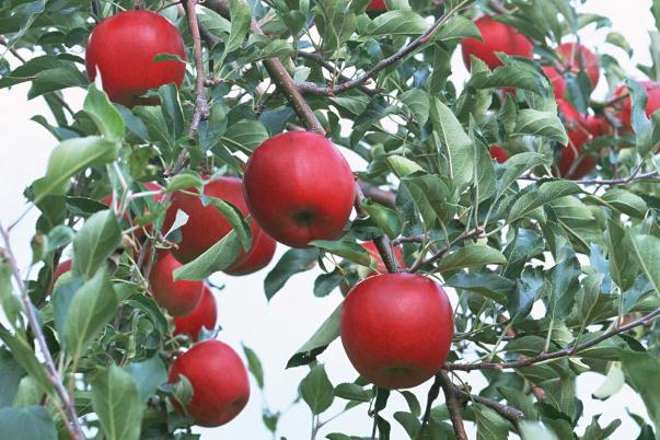 吃蘋果的最佳時間是幾點 吃蘋果有助于消化嗎 吃蘋果的最佳時間是幾點 吃蘋果有助于消化嗎