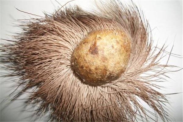 麝香會(huì)導(dǎo)致月經(jīng)不正常嗎 麝香會(huì)影響月經(jīng)嗎 麝香會(huì)導(dǎo)致月經(jīng)不正常嗎 麝香會(huì)影響月經(jīng)嗎