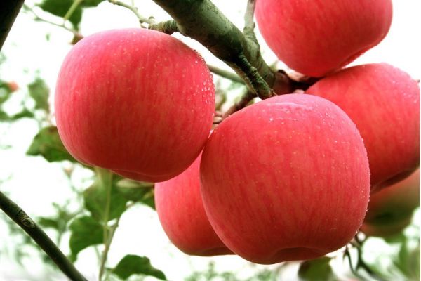 蘋(píng)果怎么吃對(duì)身體好 蘋(píng)果含有哪些營(yíng)養(yǎng)成分