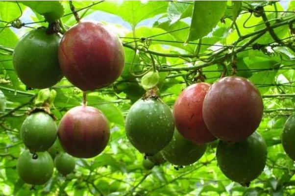 百香果有糖分嗎 糖尿病人能吃百香果嗎 百香果有糖分嗎 糖尿病人能吃百香果嗎