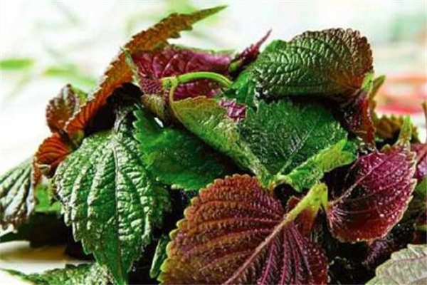 紫蘇葉可以用來泡澡嗎 紫蘇葉泡澡用新鮮的還是干的 紫蘇葉可以用來泡澡嗎 紫蘇葉泡澡用新鮮的還是干的