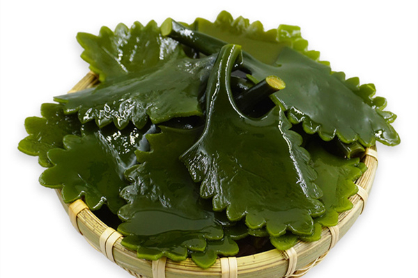 海帶和裙帶菜一樣嗎 海帶和裙帶菜的區(qū)別 海帶和裙帶菜一樣嗎 海帶和裙帶菜的區(qū)別