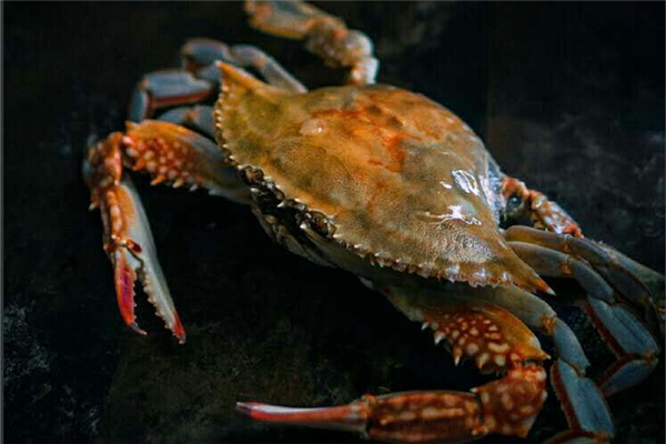 梭子蟹有黃和膏嗎 梭子蟹公蟹好還是母蟹好 梭子蟹有黃和膏嗎 梭子蟹公蟹好還是母蟹好