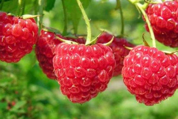 樹莓的功效與作用禁忌 樹莓能直接吃嗎 樹莓的功效與作用禁忌 樹莓能直接吃嗎