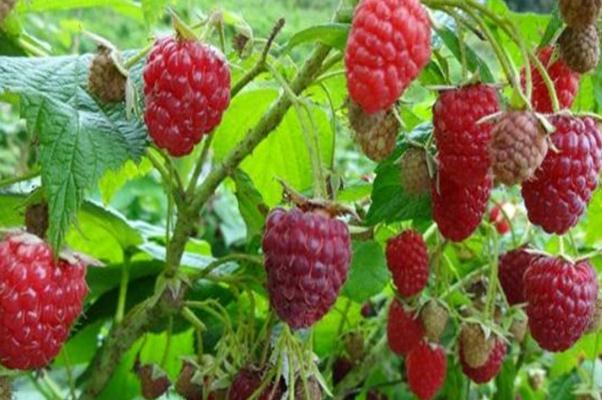 樹莓的功效與作用禁忌 樹莓能直接吃嗎 樹莓的功效與作用禁忌 樹莓能直接吃嗎