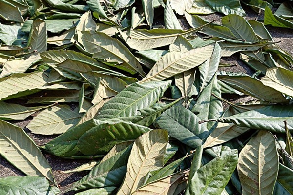 枇杷葉適合風(fēng)寒咳嗽嗎 枇杷葉適合什么咳嗽 枇杷葉適合風(fēng)寒咳嗽嗎 枇杷葉適合什么咳嗽