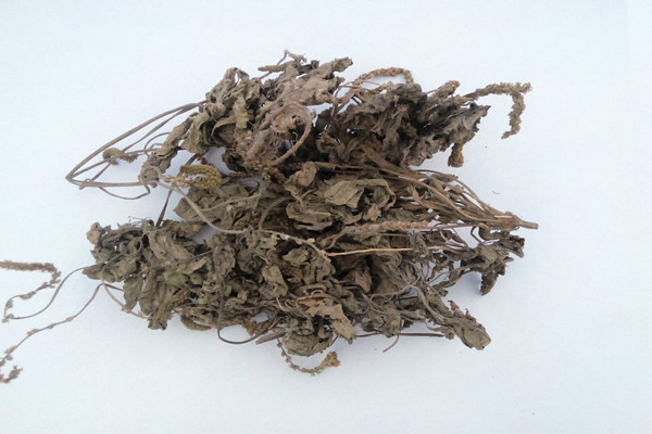 車(chē)前草有助于排尿酸嗎 車(chē)前草降尿酸效果好嗎