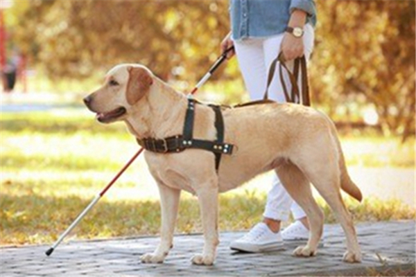 導(dǎo)盲犬可以進入公共場所嗎 導(dǎo)盲犬一般是什么品種