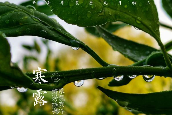 寒露節(jié)氣是幾月幾日 寒露節(jié)氣如何養(yǎng)生 寒露節(jié)氣是幾月幾日 寒露節(jié)氣如何養(yǎng)生