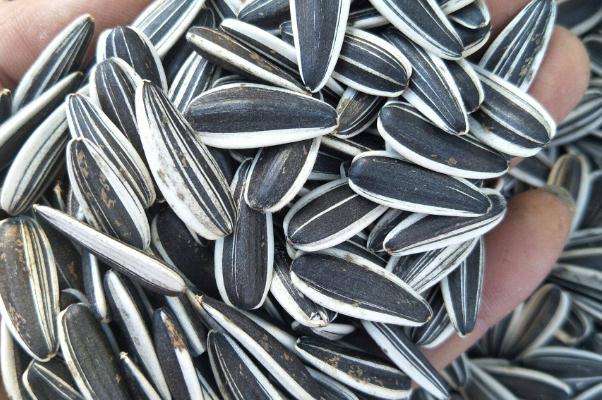 葵瓜子吃多了會長胖嗎 葵瓜子吃多了會致癌嗎 葵瓜子吃多了會長胖嗎 葵瓜子吃多了會致癌嗎