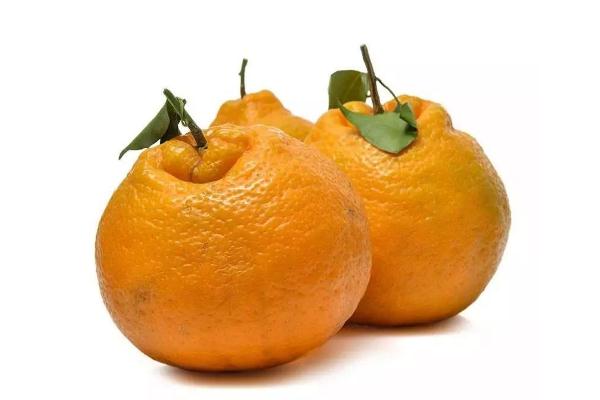 耙耙柑要不要放冰箱 耙耙柑怎么保存放時(shí)間長些 耙耙柑要不要放冰箱 耙耙柑怎么保存放時(shí)間長些