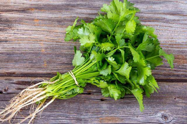 香菜屬于發(fā)物類(lèi)嗎 香菜根可以吃嗎