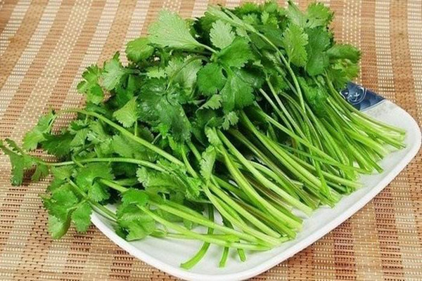 香菜屬于發(fā)物類(lèi)嗎 香菜根可以吃嗎