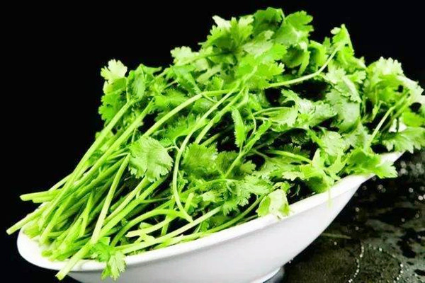 香菜如何選購 香菜如何長(zhǎng)期保存