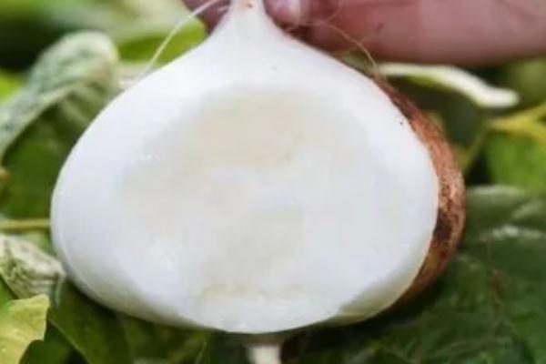 涼薯含糖量高嗎 血糖高可以吃涼薯嗎 涼薯含糖量高嗎 血糖高可以吃涼薯嗎