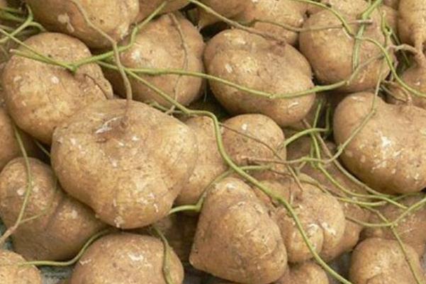 涼薯含糖量高嗎 血糖高可以吃涼薯嗎 涼薯含糖量高嗎 血糖高可以吃涼薯嗎